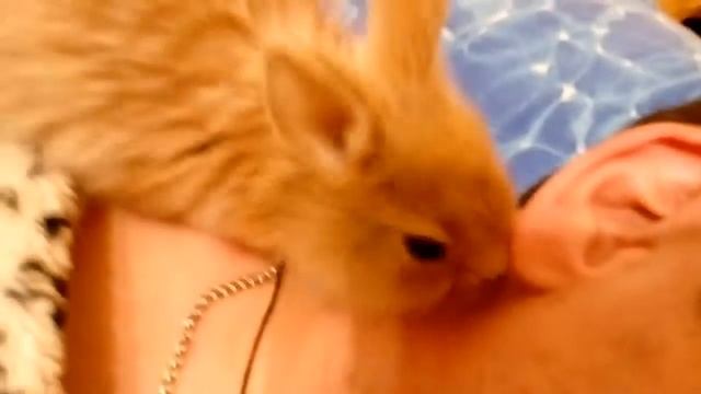 Карликовые кролики-Целовашки смотреть онлайн