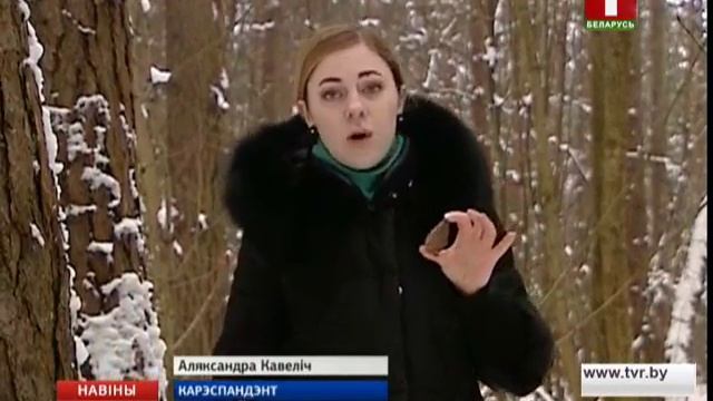 У Мінскай вобласці збіраюць хвойны ўраджай