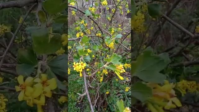 экскурсия по саду... смотреть онлайн