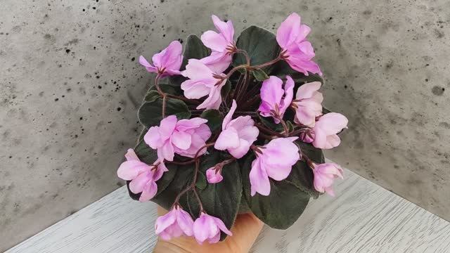 Фиалка Pink Tulip Gold