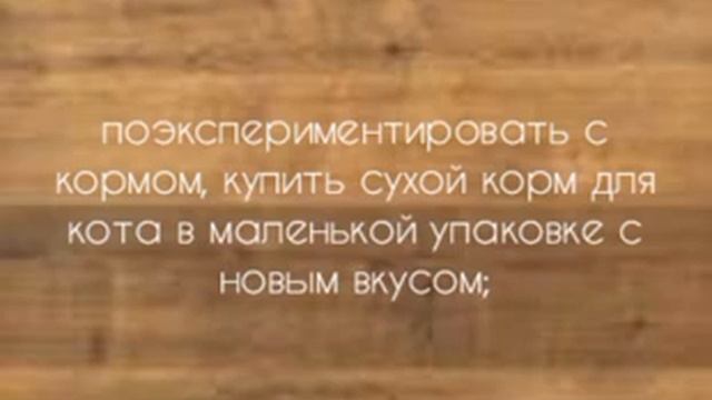 Что делать, если ваша кошка отказывается от еды. смотреть онлайн