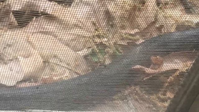 Black snake crawls by my office window смотреть онлайн