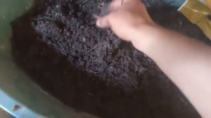 Разведение червей, можно как бизнес . Породистые черви для рыбалки.