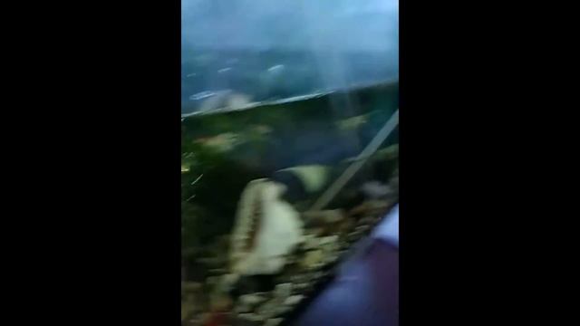 Сомик анциструс ест морковку. Catfish Ancistrus Eating A Carrot.