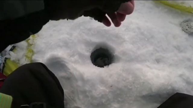 зимний окунь на мотыль