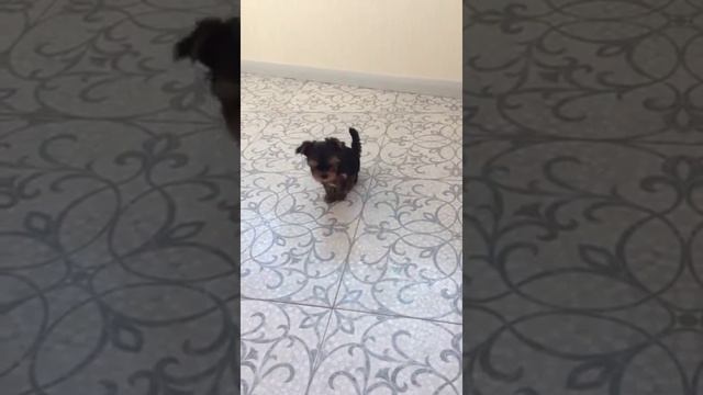 Продаются очень красивые щеночки йоркшир смотреть онлайн