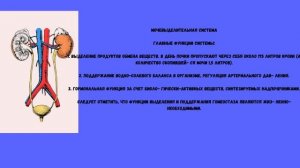 9 класс биология. Выделительная система. Джамалов Ралис. 9Г