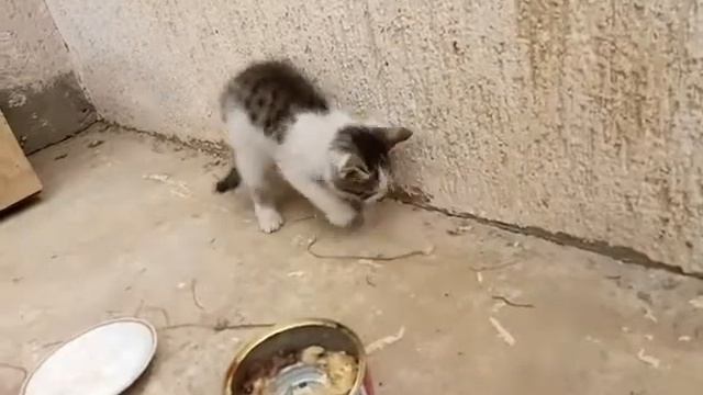 Котенок рвзликается смотреть онлайн