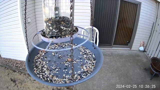 2024/02/25 - Busy Black-capped Chickadees quickly grabbing seeds and peanuts to go