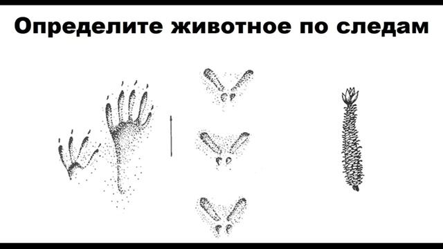 Угадайте животное6 смотреть онлайн