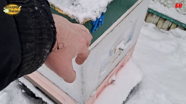 зимовка пчел, снова рассказываю почему не сокращаю семьи в зиму смотреть онлайн