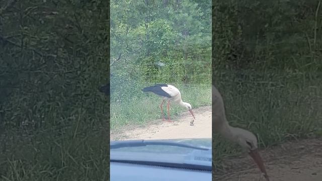 Аист и гадюка смотреть онлайн
