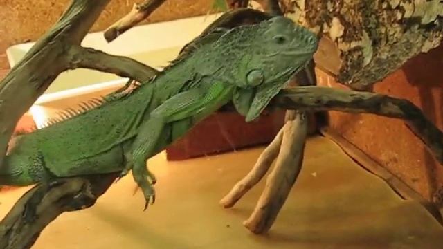 Игуана на экране вашего компа