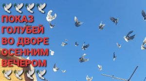 Показ своих голубей во дворе осенним вечером. Николаевские голуби в Каменоломни. Pigeons.