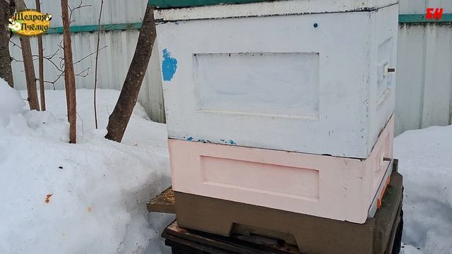 пчеловодство, что зимой делать пчеловоду? пить чай с медом или подкармливать пчел? честное мнение смотреть онлайн