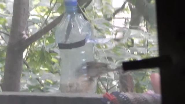 Балкон кормушка воробьи