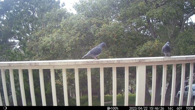 Bird Cam 35 4/22/23 смотреть онлайн