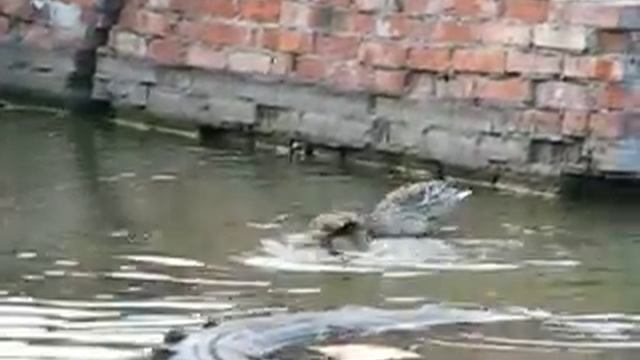Кряквы смотреть онлайн