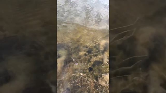 Fishing with popper in pond