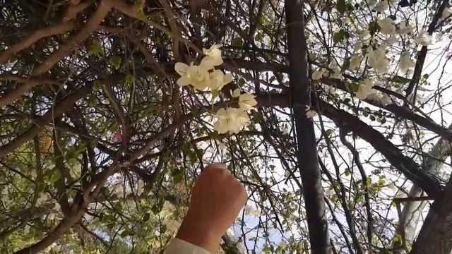 Поэтесса Юлия Бруславская "Лён небес голубых" смотреть онлайн