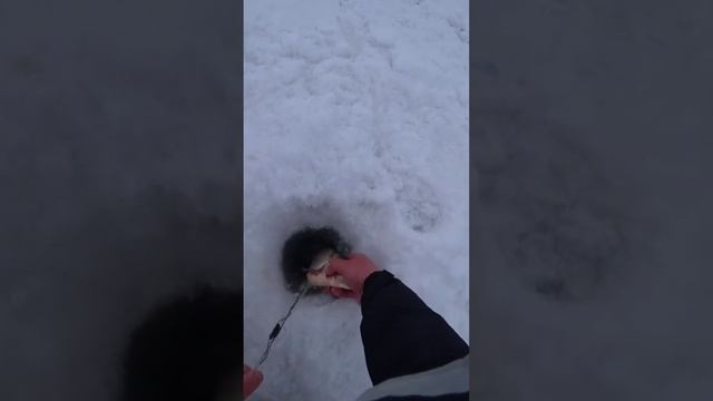 часть 3 Я в шоке от того что поймал на жерлицу смотреть онлайн