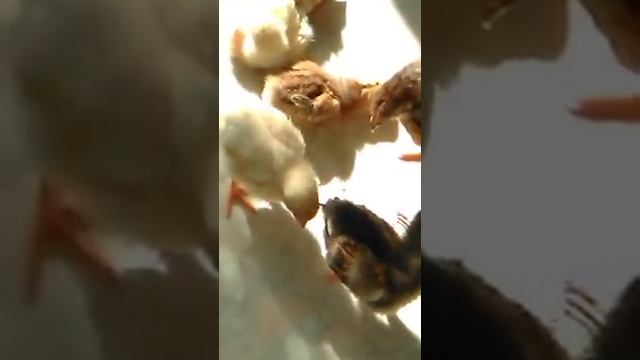 Солнечные ванны принимают цыплята 14 июля 2018 г. смотреть онлайн