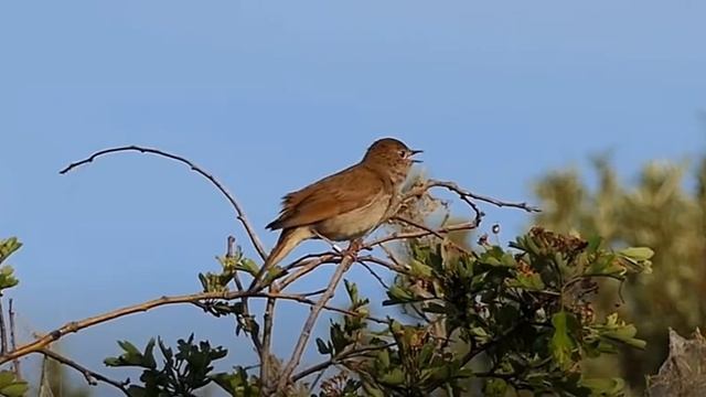 BIRD SONG OF NATURAL RELAXING SONG смотреть онлайн