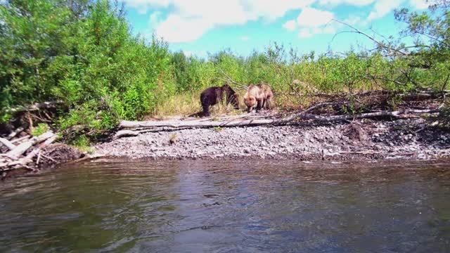 Сироты реки Плотникова! (Камчатка 2024)