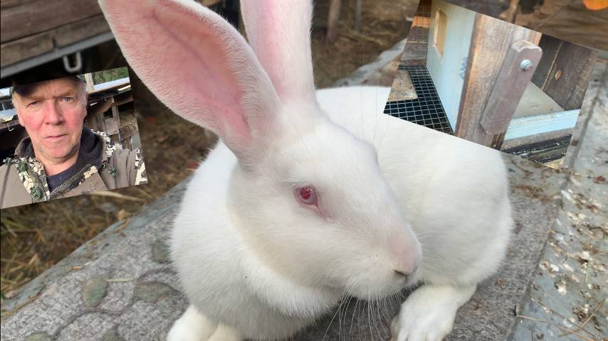 Сделал маточник-конструктор для крольчихи