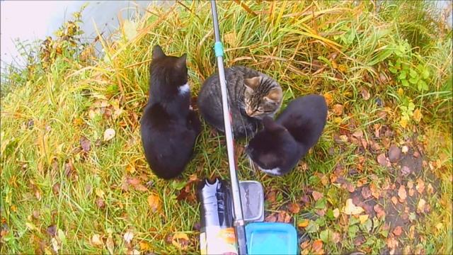 Вернулся порыбачить на каменку рыбы нет только коты смотреть онлайн