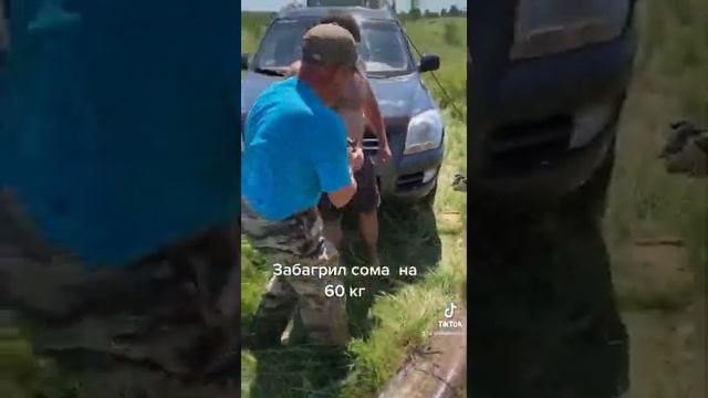 Сом на 60 кг забагрил за хвост на мандулу