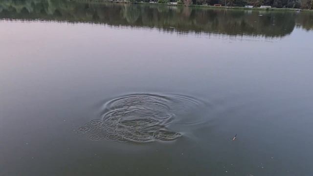 Вываживание амура 5,4кг на болонскую удочку смотреть онлайн