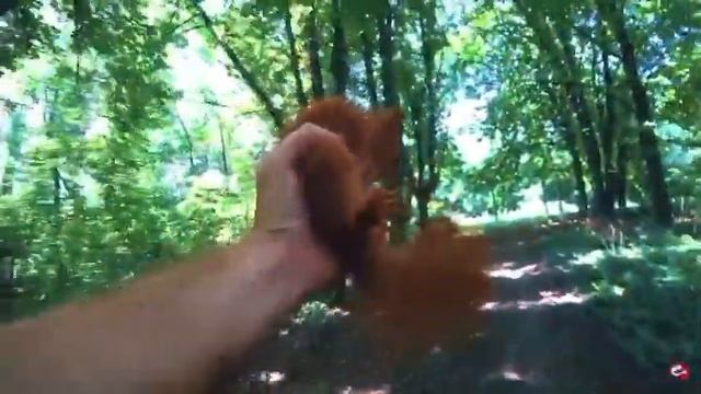 Белка запуталась в леске