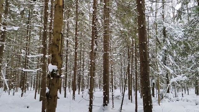 Зимний лес в Тучково 🌲🌨️ смотреть онлайн
