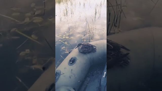 утёнок Антошка! необычный случай на охоте это случай я Надолго запомню смотреть онлайн