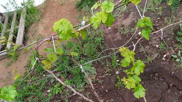 Виноград. смотреть онлайн