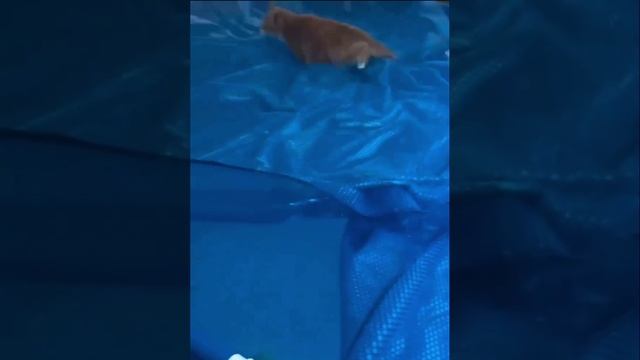 приколы смотреть онлайн