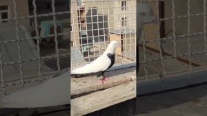 Невероятная насыщенность красок. Голуби Ирана 👑 | Iranian pigeons | کبوترهای ایران
