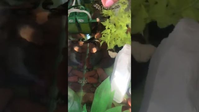 Скалярия !! А вы знали на что они способны☝🏻 смотреть онлайн