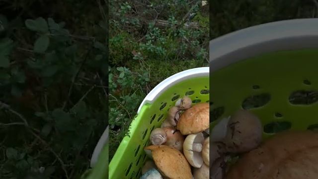 Удачная грибалка! смотреть онлайн