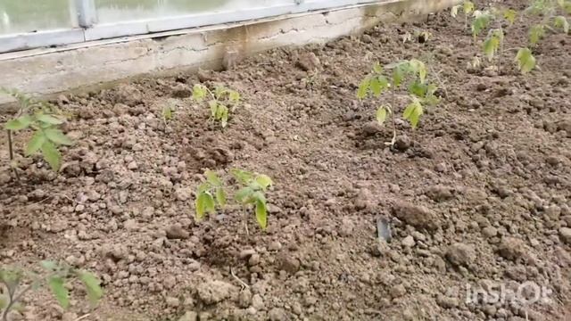 Влог. День победы. Вязание. Огород.