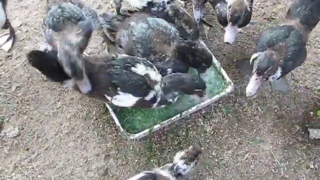 Скармливание свеженарезанной травы индоутятам))