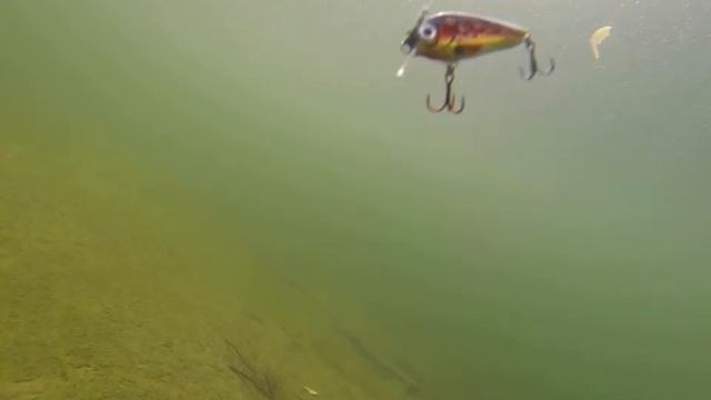 B.O. trout 3 cm смотреть онлайн