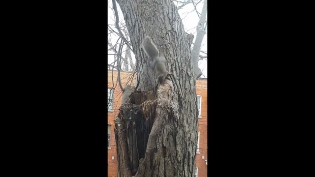 Беличья Семья готовится к зимовке. Коммунальное дупло.