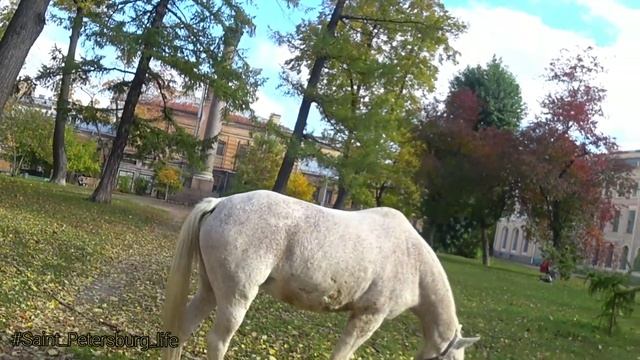 Осенняя прогулка по Санкт-Петербургу со шпицом Зосей #шпицЗося #spitzZosia #Saint_Petersburg_life смотреть онлайн