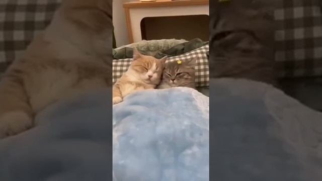 приколы смотреть онлайн