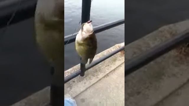 Fishin смотреть онлайн