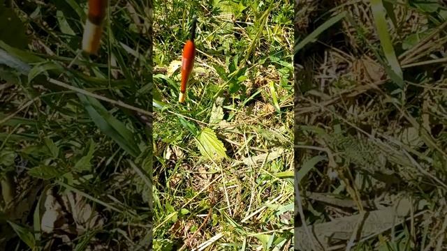 ловля рыбы на самодельный крючок неудачная смотреть онлайн