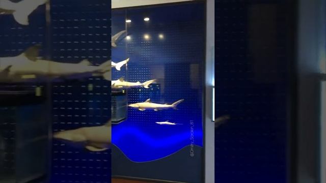 #МузейОкеанографии #Музей_Океанографии #aquarius #aquries #aquarium #морскойаквариум #аквариум #мы смотреть онлайн