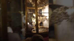 Часы Павлин в государственном музее Эрмитаж